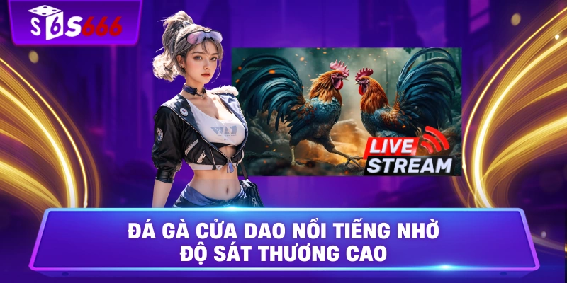 Đá gà cửa dao nổi tiếng nhờ độ sát thương cao